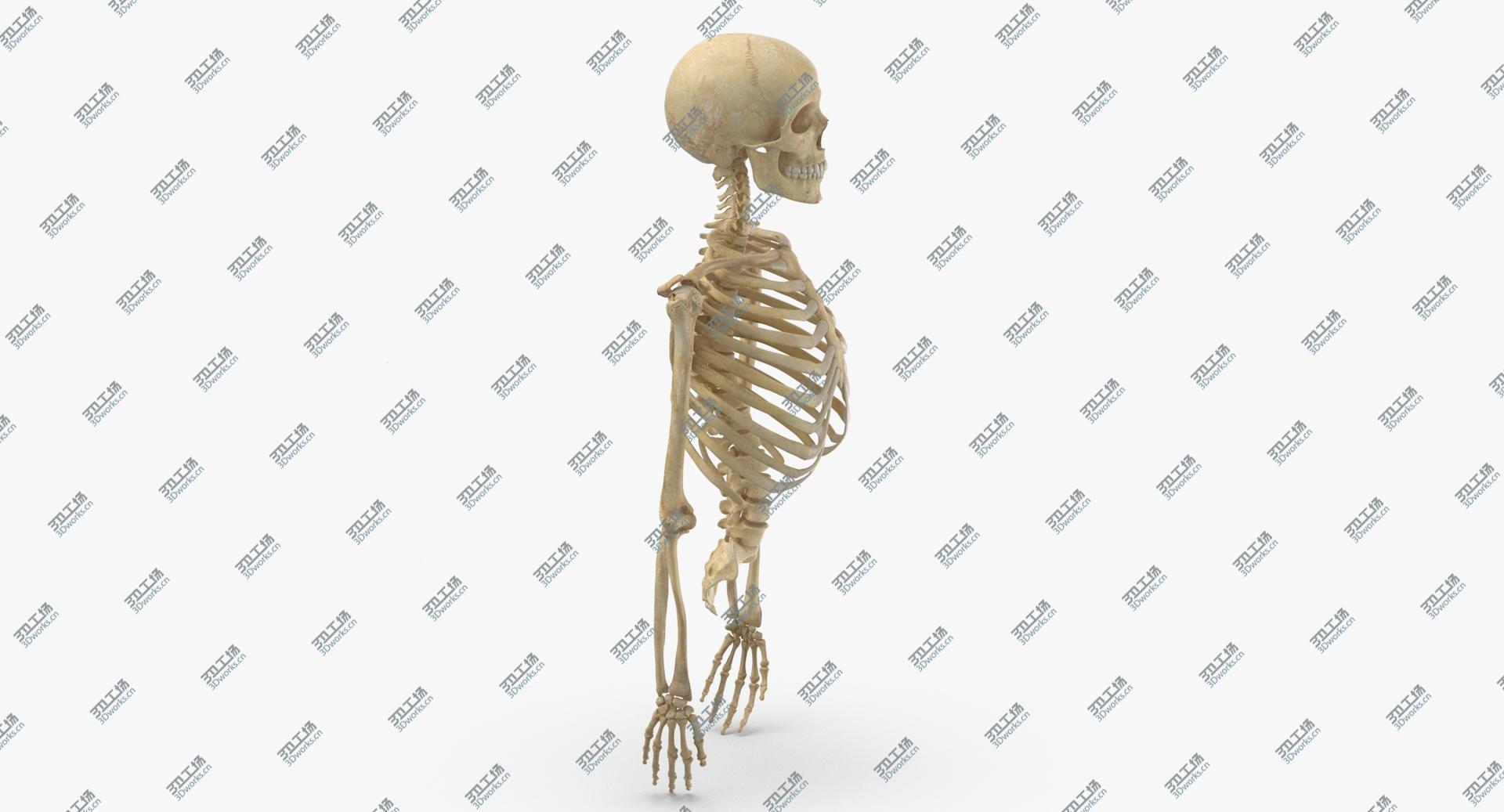 images/goods_img/20210319/Real Human Rib Cage Spine Male Skull Calvicle Scapula and Arms Bones Anatomy 01 3D/4.jpg